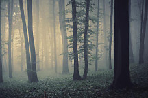 Obraz Ranná hmla v lese zs1218